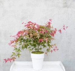 Japanse Esdoorn (Acer Palmatum 'Beni-maiko') 10 Japanse Esdoorn (Acer Palmatum 'Beni-maiko') -Directplant Winkel dsc 8150benimaiko