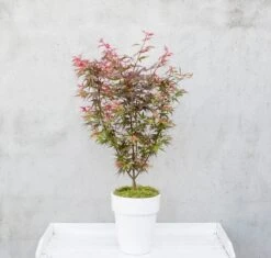 Japanse Esdoorn (Acer Palmatum 'Shaina') 12 Japanse Esdoorn (Acer Palmatum 'Shaina') -Directplant Winkel dsc 8156