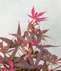 Japanse Esdoorn (Acer Palmatum 'Shaina') 10 Japanse Esdoorn (Acer Palmatum 'Shaina') -Directplant Winkel dsc 8190