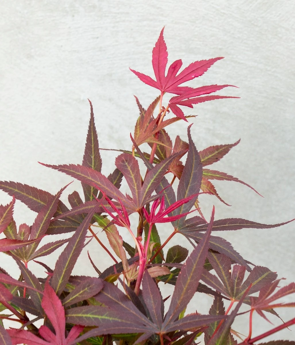 Japanse Esdoorn (Acer Palmatum 'Shaina') 4 Japanse Esdoorn (Acer Palmatum 'Shaina') - Afbeelding 2