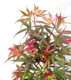 Japanse Esdoorn (Acer Palmatum 'Shaina') -Directplant Winkel dsc 8195 1