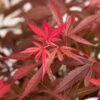 Japanse Esdoorn (Acer Palmatum 'Shaina') -Directplant Winkel dsc 8426 1