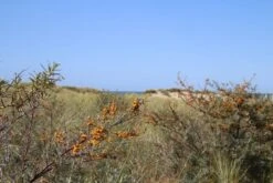 Duindoorn (Hippophae Rhamnoides) -Directplant Winkel duindoorn 1 2