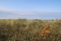 Duindoorn (Hippophae Rhamnoides) -Directplant Winkel duindoorn 2 3