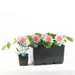 Waterlelie (Nymphaea 'Attraction') -Directplant Winkel e 11800 p11w nymphaea attraction tb