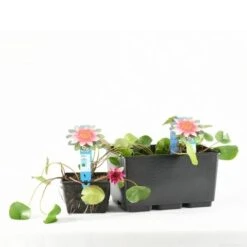 Waterlelie (Nymphaea 'Laydekeri Lilacea') -Directplant Winkel e 11970 p11w nymphaea laydekeri lilacea tb