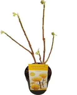 Papierstruik (Edgeworthia Chrysantha) -Directplant Winkel edgeworthia chrys. grandiflora c3