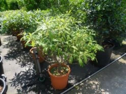 Papierstruik (Edgeworthia Chrysantha) -Directplant Winkel edgeworthia chrysantha 80 100 125 c25