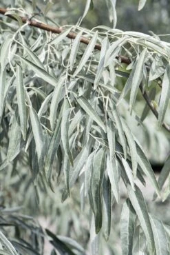 Smalbladige Olijfwilg Als Boom (Elaeagnus Angustifolia) -Directplant Winkel elaeagnus angustifolia