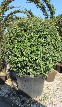 Olijfwilg Als Bol (Elaeagnus Ebbingei 'Compacta') -Directplant Winkel elaeagnus ebbingei 100 110 bol 3