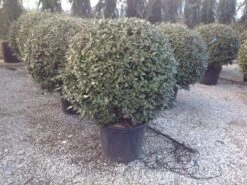 Olijfwilg Als Bol (Elaeagnus Ebbingei 'Compacta') -Directplant Winkel elaeagnus ebbingei 100 110cm bol