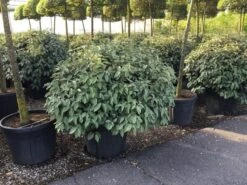 Olijfwilg Als Bol (Elaeagnus Ebbingei 'Compacta') 23 Olijfwilg Als Bol (Elaeagnus Ebbingei 'Compacta') -Directplant Winkel elaeagnus ebbingei 100cm bol 1