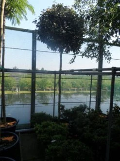 Olijfwilg Als Boom (Elaeagnus Ebbingei) -Directplant Winkel elaeagnus ebbingei 12 14ho cont 1