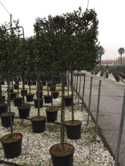 Olijfwilg Als Leiboom (Elaeagnus Ebbingei) -Directplant Winkel elaeagnus ebbingei 120 140cm leivorm 1