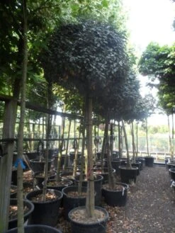 Olijfwilg Op Stam (Elaeagnus Ebbingei) -Directplant Winkel elaeagnus ebbingei 14 16 18ho c130