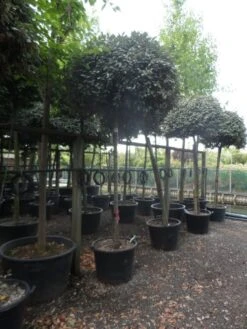 Olijfwilg Als Boom (Elaeagnus Ebbingei) 12 Olijfwilg Als Boom (Elaeagnus Ebbingei) -Directplant Winkel elaeagnus ebbingei 14 16 18ho c130 2