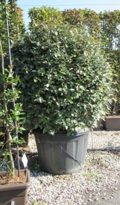 Olijfwilg Als Bol (Elaeagnus Ebbingei 'Compacta') -Directplant Winkel elaeagnus ebbingei bol 2