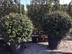 Olijfwilg Als Bol (Elaeagnus Ebbingei 'Compacta') -Directplant Winkel elaeagnus ebbingei bol 100 110