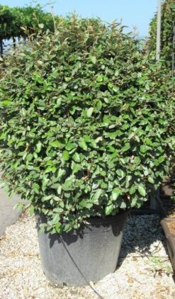 Olijfwilg Als Bol (Elaeagnus Ebbingei 'Compacta') -Directplant Winkel elaeagnus ebbingei bol 2