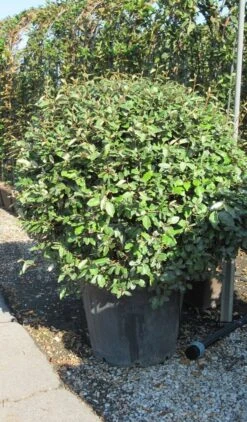Olijfwilg Als Bol (Elaeagnus Ebbingei 'Compacta') 26 Olijfwilg Als Bol (Elaeagnus Ebbingei 'Compacta') -Directplant Winkel elaeagnus ebbingei bol 3 1