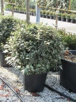 Olijfwilg Als Bol (Elaeagnus Ebbingei 'Compacta') -Directplant Winkel elaeagnus ebbingei bol 70 cm 3