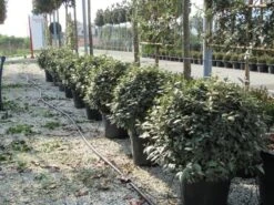 Olijfwilg Als Bol (Elaeagnus Ebbingei 'Compacta') -Directplant Winkel elaeagnus ebbingei bol 70 cm 2 2