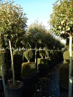 Olijfwilg Op Stam (Elaeagnus Ebbingei) -Directplant Winkel elaeagnus ebbingei halfstam