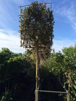 Olijfwilg Als Leiboom (Elaeagnus Ebbingei) -Directplant Winkel elaeagnus ebbingei leivorm 8 10cm 2
