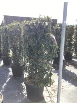 Olijfwilg Als Leivorm (Elaeagnus Ebbingei) -Directplant Winkel elaeagnus ebbingei leivorm c45 1