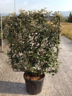 Olijfwilg Als Leivorm (Elaeagnus Ebbingei) -Directplant Winkel elaeagnus ebbingei leivorm c45 1