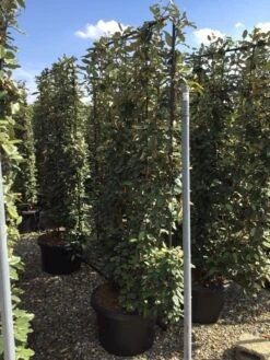 Olijfwilg Als Leivorm (Elaeagnus Ebbingei) -Directplant Winkel elaeagnus ebbingei leivorm c60 1