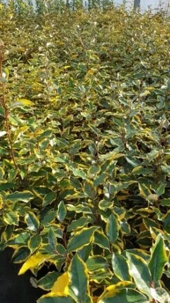 Olijfwilg (Elaeagnus Ebbingei 'Viveleg') -Directplant Winkel elaeagnus ebbingei viveleg 1600x1200 1 2 2