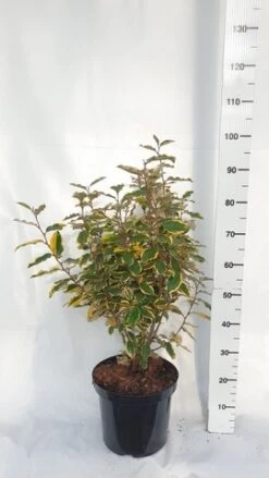 Olijfwilg (Elaeagnus Ebbingei 'Viveleg') -Directplant Winkel elaeagnus ebbingei viveleg week 4 2021 1600x1200 1 2 2