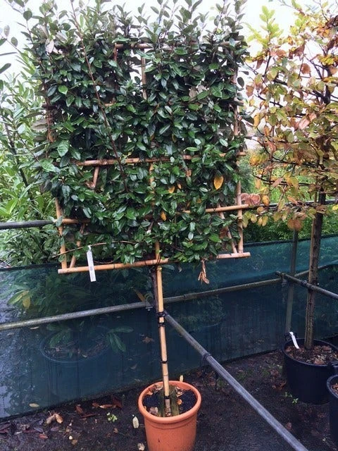 Olijfwilg Als Leiboom (Elaeagnus Ebbingei) - Afbeelding 6