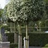 Olijfwilg Als Boom (Elaeagnus Ebbingei) -Directplant Winkel elaeagnus x ebbingei01 1