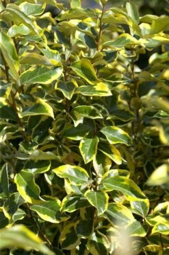 Bontbladige Olijfwilg Als Boom (Elaeagnus Ebbingei 'Gilt Edge') -Directplant Winkel elaeagnusgiltedgev01 1
