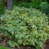 Olijfwilg (Elaeagnus Ebbingei 'Viveleg') -Directplant Winkel elaeagnusvivelegv01