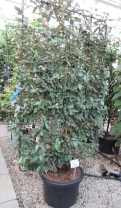 Olijfwilg Als Leivorm (Elaeagnus Ebbingei) -Directplant Winkel eleagnus 110x180 leivorm 2 1