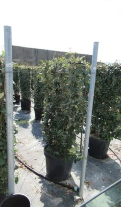 Olijfwilg Als Leivorm (Elaeagnus Ebbingei) -Directplant Winkel eleagnus 80x110 leivorm 1