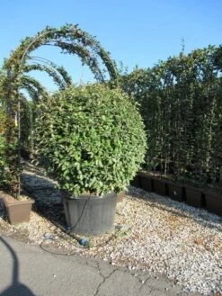 Olijfwilg Als Bol (Elaeagnus Ebbingei 'Compacta') -Directplant Winkel eleagnus ebbingei bol 110 cm 3