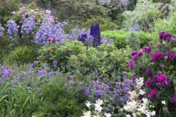 Borderpakket Engelse Rozen (4,5 M²)