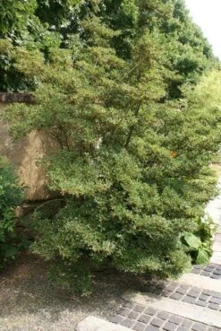 Pronkklokje (Enkianthus Campanulatus) -Directplant Winkel enkianthus campanulatus