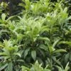 Japanse Mispel (Eriobotrya Japonica) -Directplant Winkel eriobotrya japonica