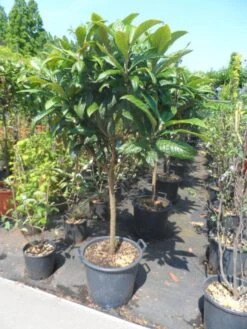 Japanse Mispel Als Boom (Eriobotrya Japonica) -Directplant Winkel eriobotrya japonica 60stam c30 1