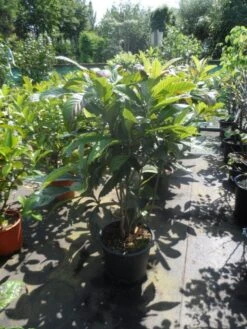 Japanse Mispel Als Boom (Eriobotrya Japonica) -Directplant Winkel eriobotrya japonica 80 100 125 c35