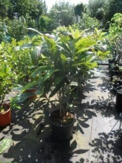 Japanse Mispel (Eriobotrya Japonica) -Directplant Winkel eriobotrya japonica 80 100 125 c35 1