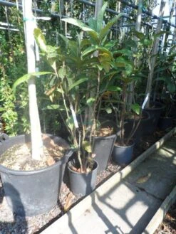 Japanse Mispel (Eriobotrya Japonica) -Directplant Winkel eriobotrya japonica c10