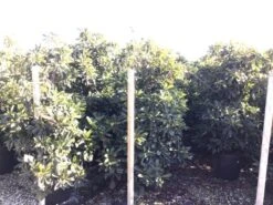 Japanse Mispel (Eriobotrya Japonica 'Coppertone') -Directplant Winkel eriobotryacoppertone