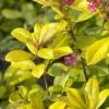 Escallonia (Escallonia 'Gold Ellen') -Directplant Winkel escallonia gold ellen