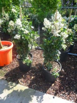 Escallonia (Escallonia 'Iveyi') -Directplant Winkel escallonia iveyi c10 1